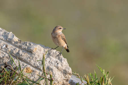 Northern Wheatear, Oenanthe oenanthe, sits on a stoneの写真素材
