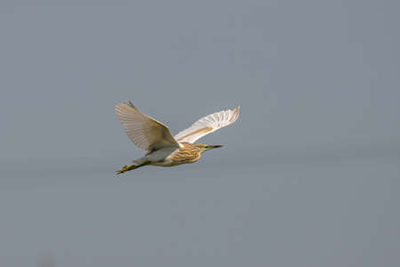 Black-capped night heron (Nycticorax nycticorax) in natural habitatの写真素材