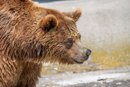 Eurasian brown bear (Ursus arctos) This is the most widely distributed bear and is found across much...