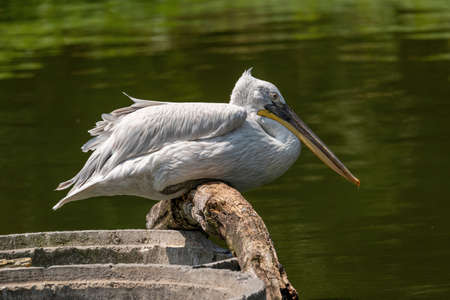 Dalmatian curly pelican (Pelecanus crispus) the world's largest fresh water birdの写真素材