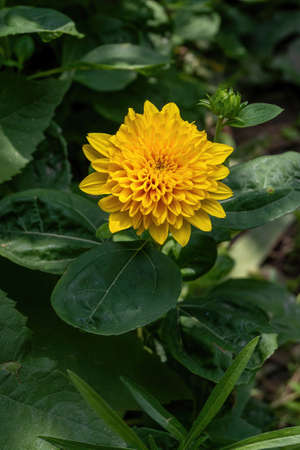 Flower with leaves Calendula (Calendula officinalis, pot, garden or English marigold) on blurred green background.の写真素材