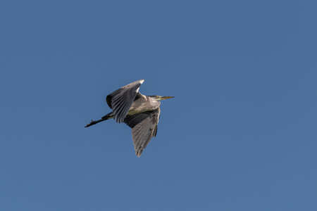 Black-capped night heron (Nycticorax nycticorax) in natural habitatの写真素材