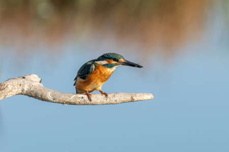 The common kingfisher (Alcedo atthis) also known as the Eurasian kingfisher and river kingfisher sitting on branchの写真素材