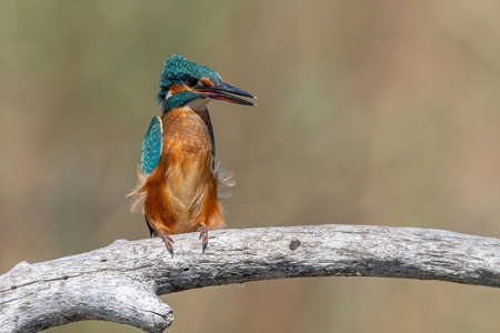 The common kingfisher (Alcedo atthis) also known as the Eurasian kingfisher and river kingfisher sitting on branchの写真素材
