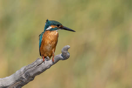 The common kingfisher (Alcedo atthis) also known as the Eurasian kingfisher and river kingfisher sitting on branchの写真素材