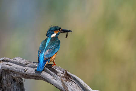 The common kingfisher (Alcedo atthis) also known as the Eurasian kingfisher and river kingfisher sitting on branchの写真素材
