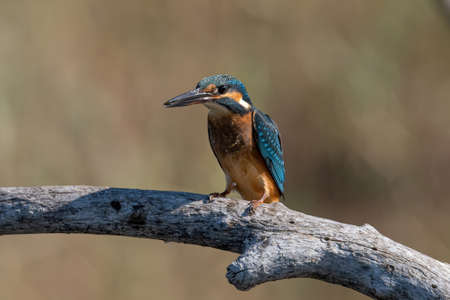 The common kingfisher (Alcedo atthis) also known as the Eurasian kingfisher and river kingfisher sitting on branchの写真素材