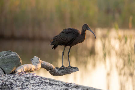 Glossy Ibis (Plegadis falcinellus) Wading Bird Wildlife Sceneの写真素材