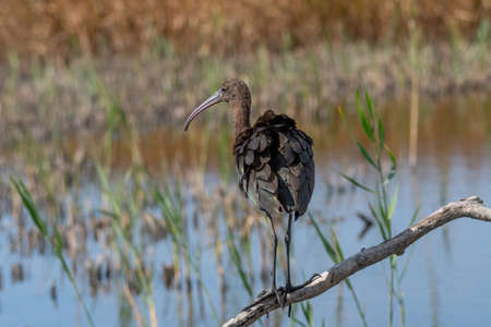 Glossy Ibis (Plegadis falcinellus) Wading Bird Wildlife Sceneの写真素材