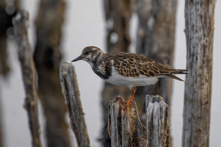 Ruddy Turnstone (Arenaria interpres) in natural habitat