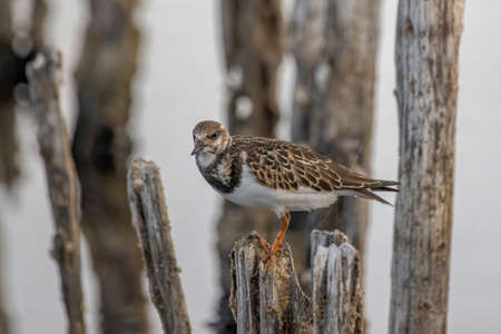 Ruddy Turnstone (Arenaria interpres) in natural habitatの写真素材