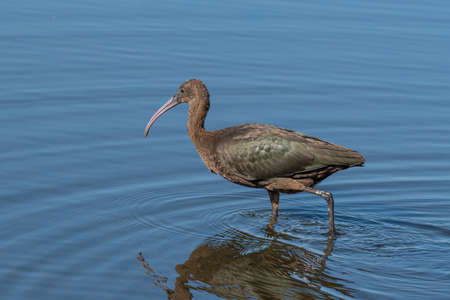 Glossy Ibis (Plegadis falcinellus) Wading Bird Wildlife Sceneの写真素材