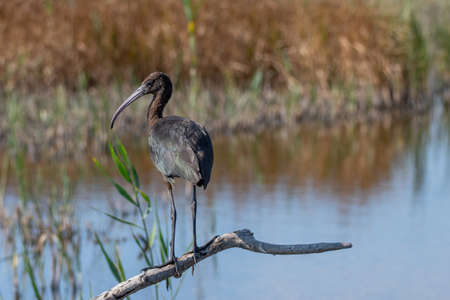 Glossy Ibis (Plegadis falcinellus) Wading Bird Wildlife Sceneの写真素材