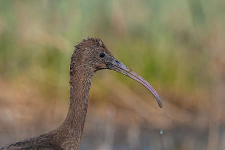Glossy Ibis (Plegadis falcinellus) Wading Bird Wildlife Sceneの写真素材