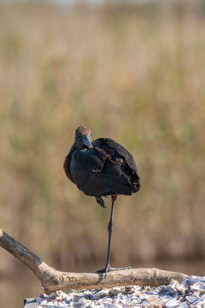 Glossy Ibis (Plegadis falcinellus) Wading Bird Wildlife Sceneの写真素材