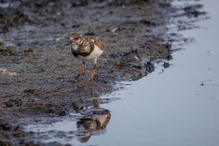 Ruddy Turnstone (Arenaria interpres) in natural habitat