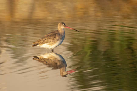 Black Tailed Godwit (Limosa limosa) Wader Bird Foraging in shallow water