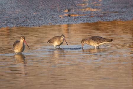 Black Tailed Godwit (Limosa limosa) Wader Bird Foraging in shallow waterの写真素材