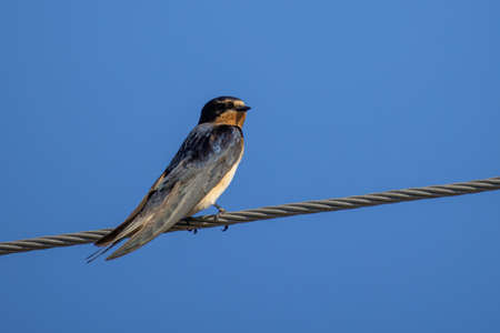 The barn swallow (Hirundo rustica) sits on the cableの写真素材