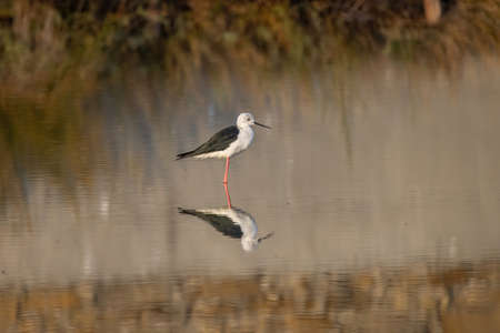 The Black-winged Stilt Common Stilt or Pied Stilt (Himantopus himantopus) is a widely distributed, very long-legged wader in the avocet and stilt family.の写真素材