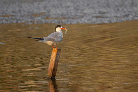 Close up portrait of Common tern (sterna hirundo) in Danube Delta Romania