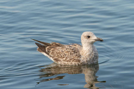 Portrait of Juvenile yellow-legged gull (Larus michahellis) bird in natural environmentの写真素材