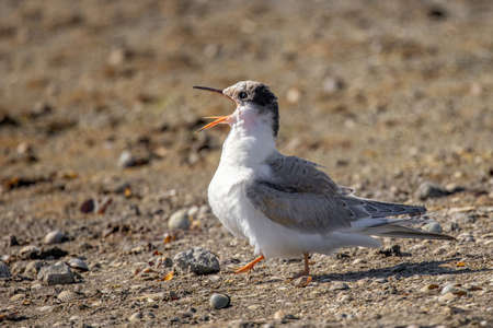 Close up portrait of Common tern (sterna hirundo) in Danube Delta Romaniaの写真素材