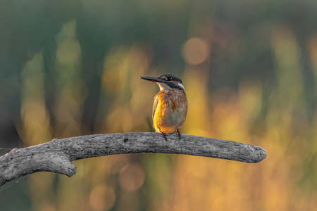 The common kingfisher (Alcedo atthis) also known as the Eurasian kingfisher and river kingfisher sitting on branchの写真素材
