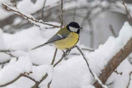 Cute Great tit (Parus major) bird in yellow black color sitting on tree branch in winter