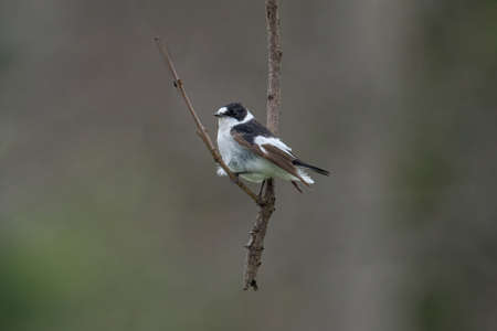 Close-up portrait of a male collared flycatcher (Ficedula albicollis) sitting on a branch against a blurred backgroundの写真素材