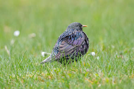Common Starling (Sturnus vulgaris), also known as the European Starlingの写真素材