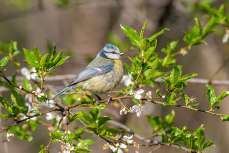 Blue tit (Cyanistes caeruleus or Parus caeruleus) Wildlife photoの素材 [FY310168771151]