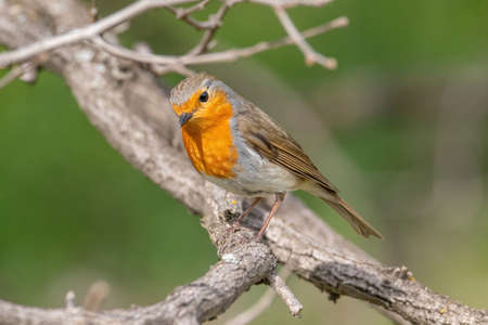 European robin (Erithacus rubecula) tweeting on a tree branch in garden.の写真素材