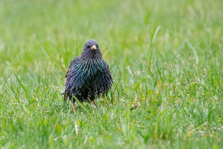 Common Starling (Sturnus vulgaris), also known as the European Starlingの写真素材