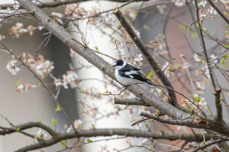 Close-up portrait of a male collared flycatcher (Ficedula albicollis) sitting on a branch against a blurred backgroundの写真素材