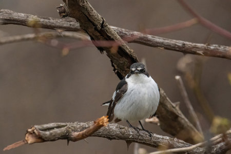 Close-up portrait of a male Semi-collared Flycatcher, Ficedula semitorquata sitting on a branch against a blurred backgroundの写真素材