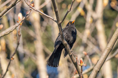 Blackbird Turdus merula sitting on a branch. Wildlife photoの写真素材