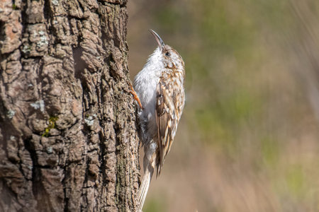 Treecreeper (Certhia familiaris) perched on a tree trunk looking for foodの写真素材