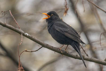 Blackbird Turdus merula sitting on a branch. Wildlife photoの写真素材