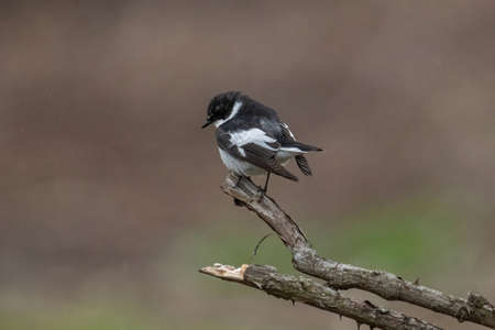 Close-up portrait of a male Semi-collared Flycatcher, Ficedula semitorquata sitting on a branch against a blurred backgroundの写真素材