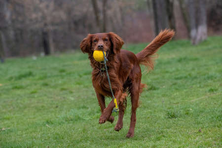 Irish setter runs across the field. Selective focus on the dogの写真素材