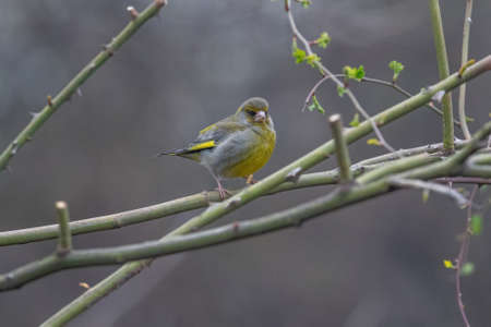 Greenfinch (Chloris chloris) on tree branch. Wildlife birdの写真素材