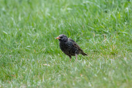 Common Starling (Sturnus vulgaris), also known as the European Starlingの写真素材