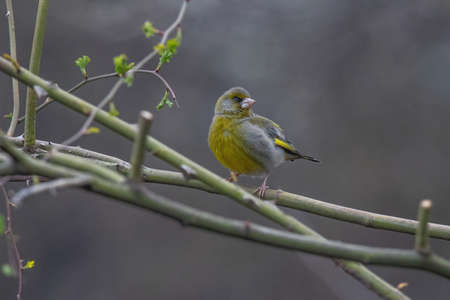 Greenfinch (Chloris chloris) on tree branch. Wildlife birdの写真素材