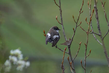 European pied flycatcher ficedula hypoleuca male sitting on branch of tree in spring. Cute bright forest songbird in wildlife.の写真素材