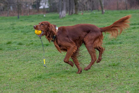 Irish setter runs across the field. Selective focus on the dogの写真素材