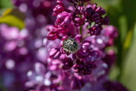 Chafer beetle mourning on the petal of a flower (Oxythyrea funesta).の写真素材