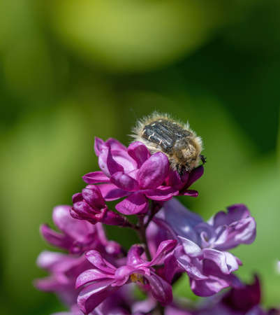 Chafer beetle mourning on the petal of a flower (Oxythyrea funesta).の写真素材