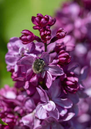 Chafer beetle mourning on the petal of a flower (Oxythyrea funesta).の写真素材