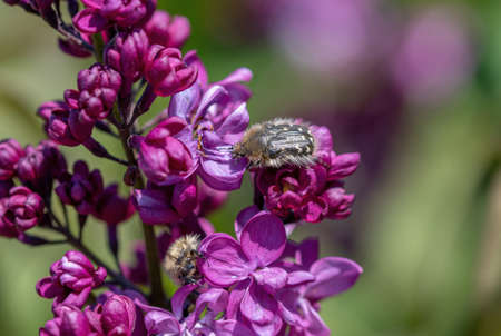 Chafer beetle mourning on the petal of a flower (Oxythyrea funesta).の写真素材